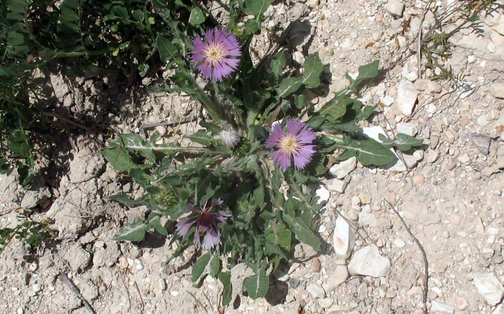 Imagen de Centaurea pullata L.
