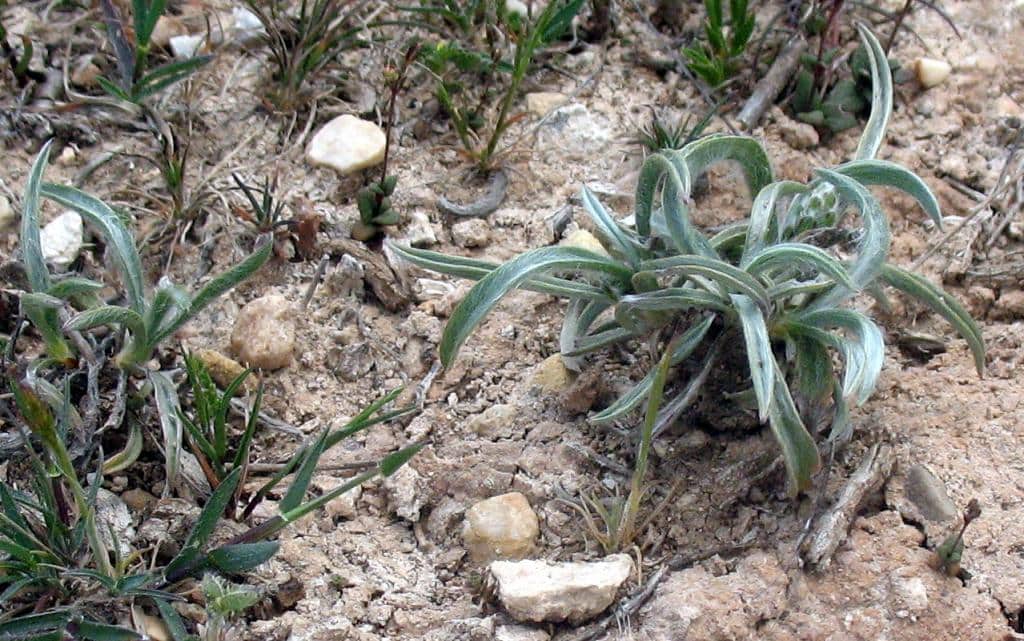 Imagen de Micropus supinus L.