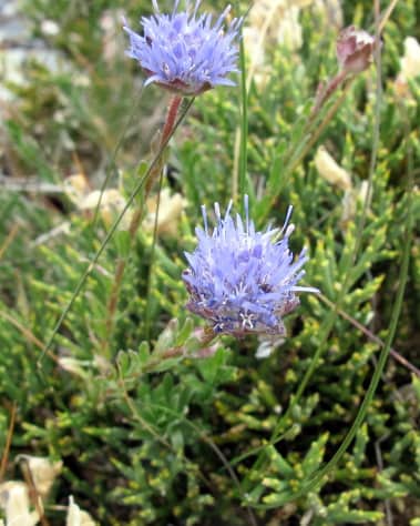 Imagen de Jasione (crispa sesiliflora)