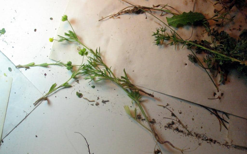 Imagen de Ranunculus arvensis L.