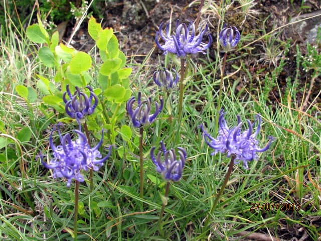 Imagen de Phyteuma hemisphaericum L.