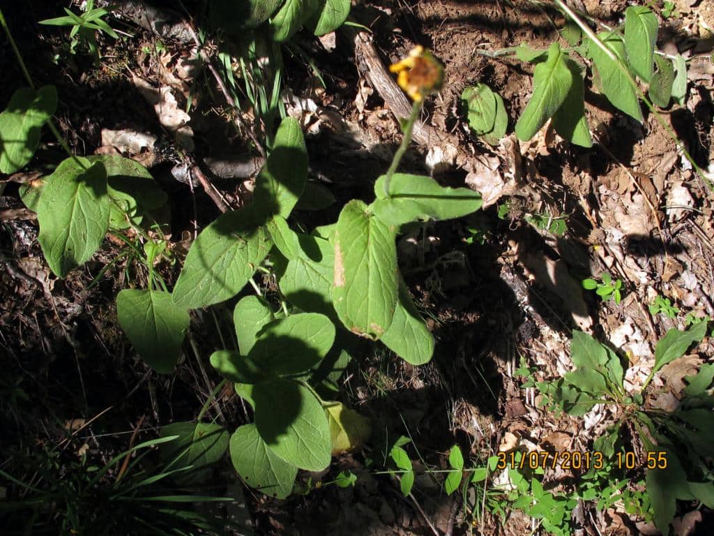 Imagen de Hieracium pons-valpong