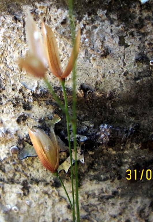 Imagen de Melica uniflora