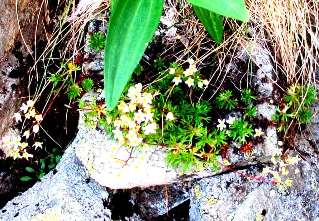 Imagen de Saxifraga pentadactylis Lapeyr. subsp. Willkommiana (boiss. ex Willk) Rivas Mart.