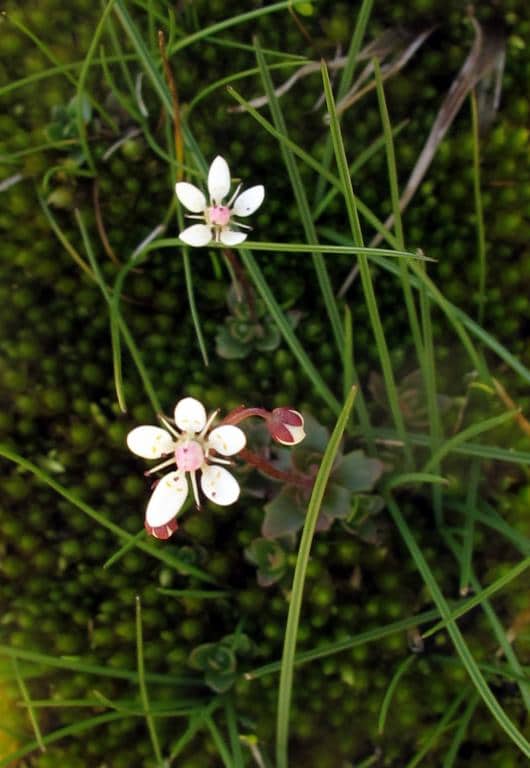 Imagen de Saxifraga stellaris L.