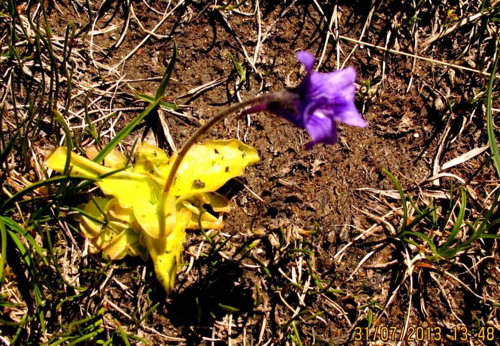 Imagen de Pinguicola grandiflora Lam.