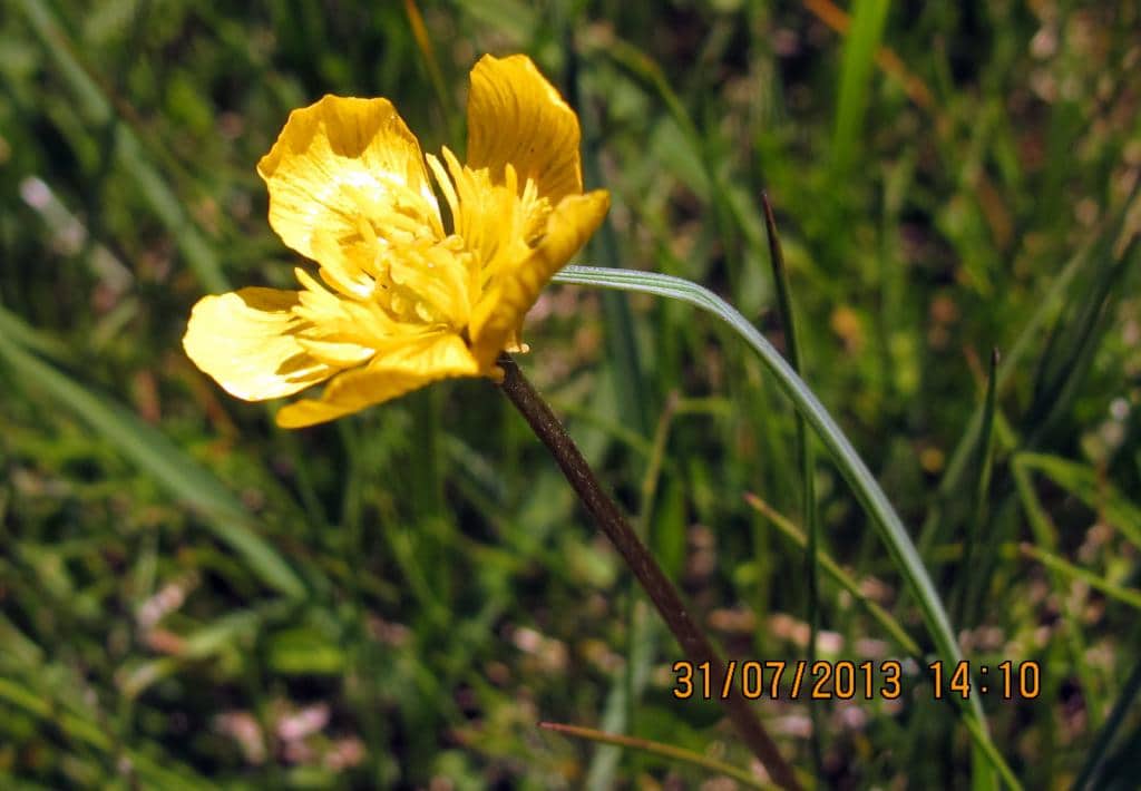 Imagen de Ranunculus
