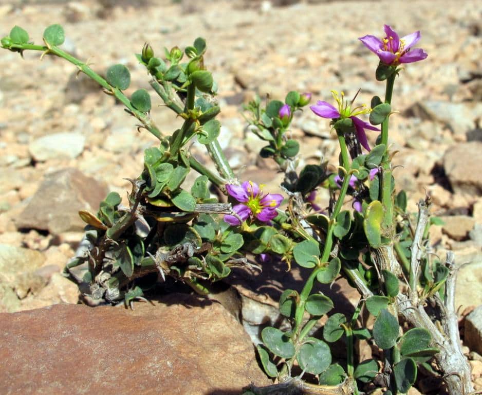 Imagen de Fagonia harpago Emberger & Maire