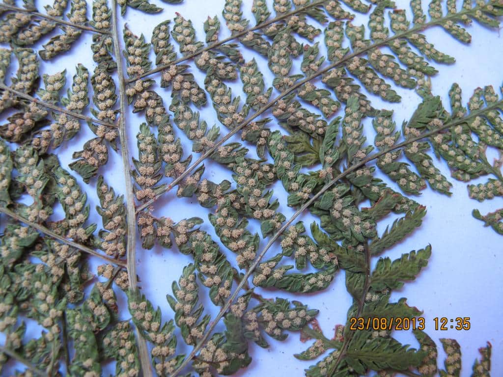 Imagen de Athyrium filis-femina (L.) Roth.