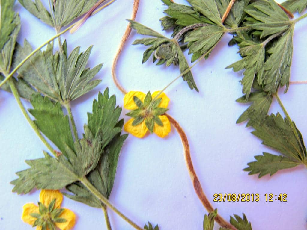 Imagen de Potentilla linoro