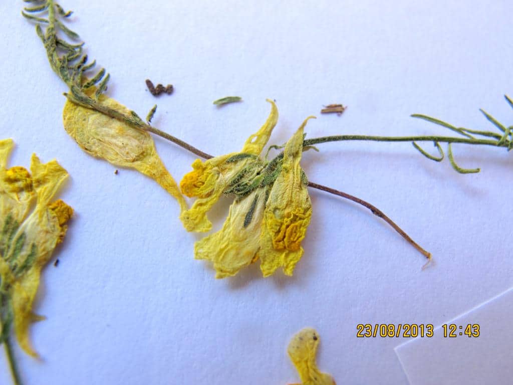 Imagen de Linaria linoro