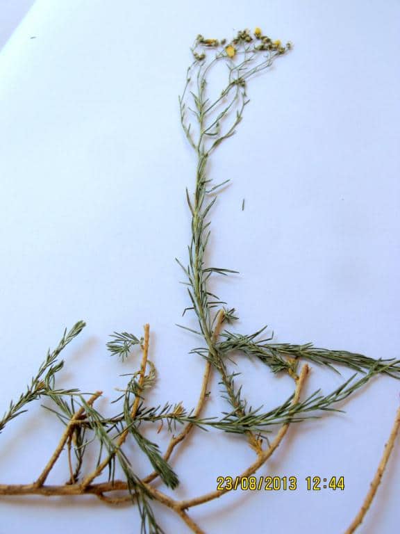 Imagen de Linum (suffruticosum)