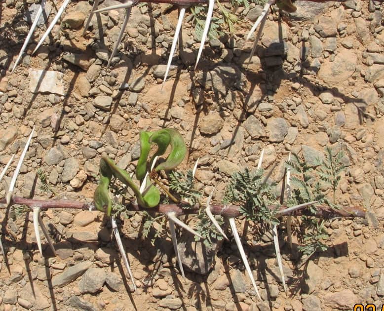 Imagen de Acacia tortilis (Forssk.) Hayne subsp. raddiana (Savi) Brenan