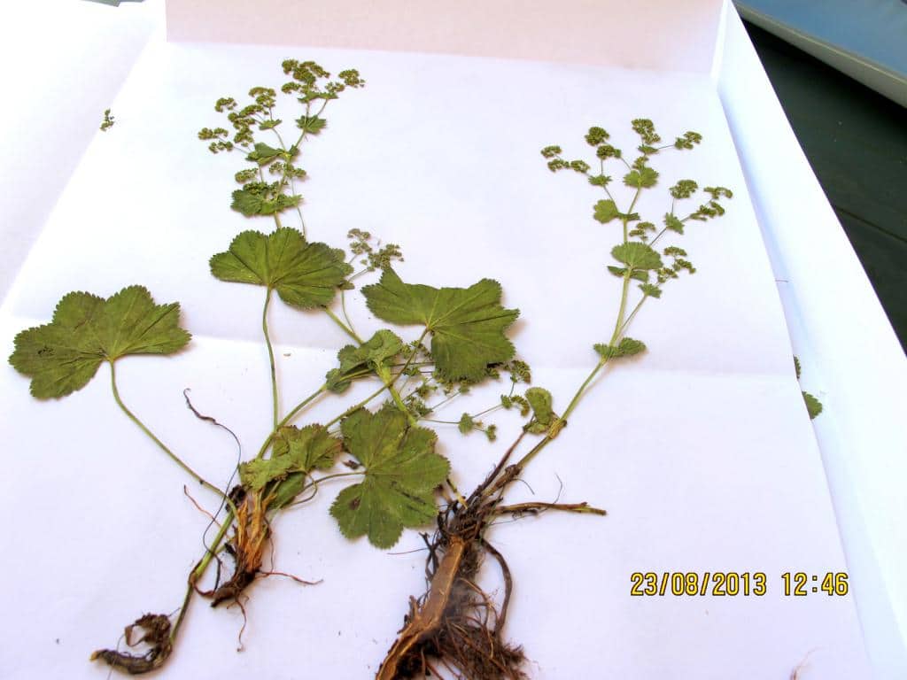 Imagen de Alchemilla (inconcinna Buser)