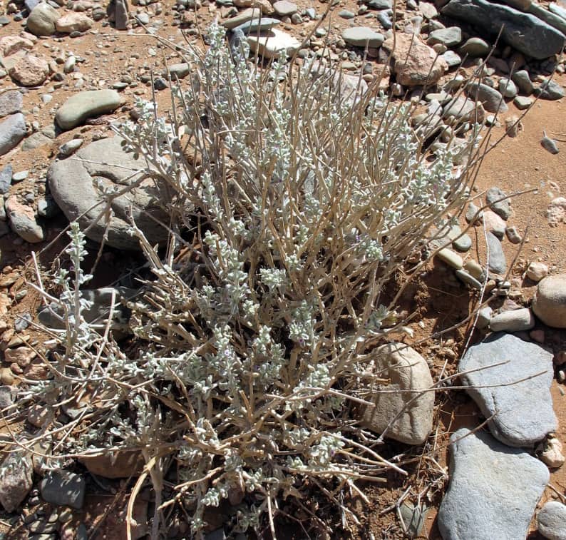 Imagen de Marrubium deserti (De Noé) Cosson