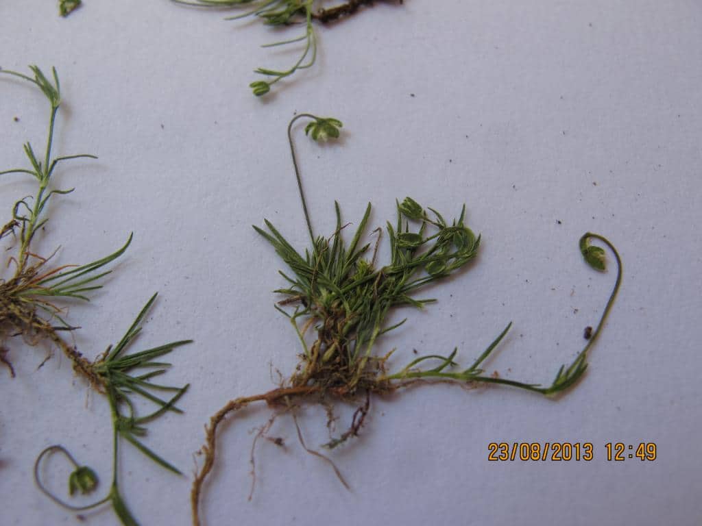 Imagen de Sagina saginoides (L.) Karst