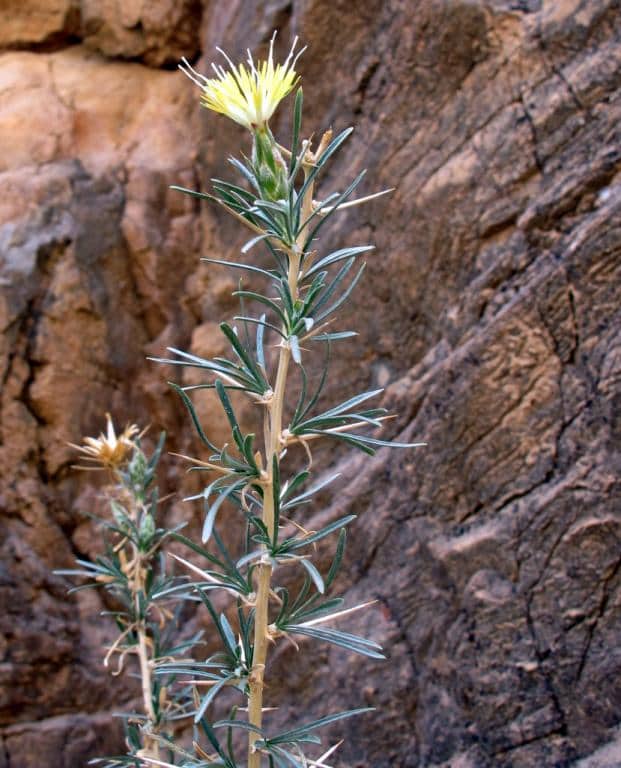 Imagen de Carthamus (arboreus)