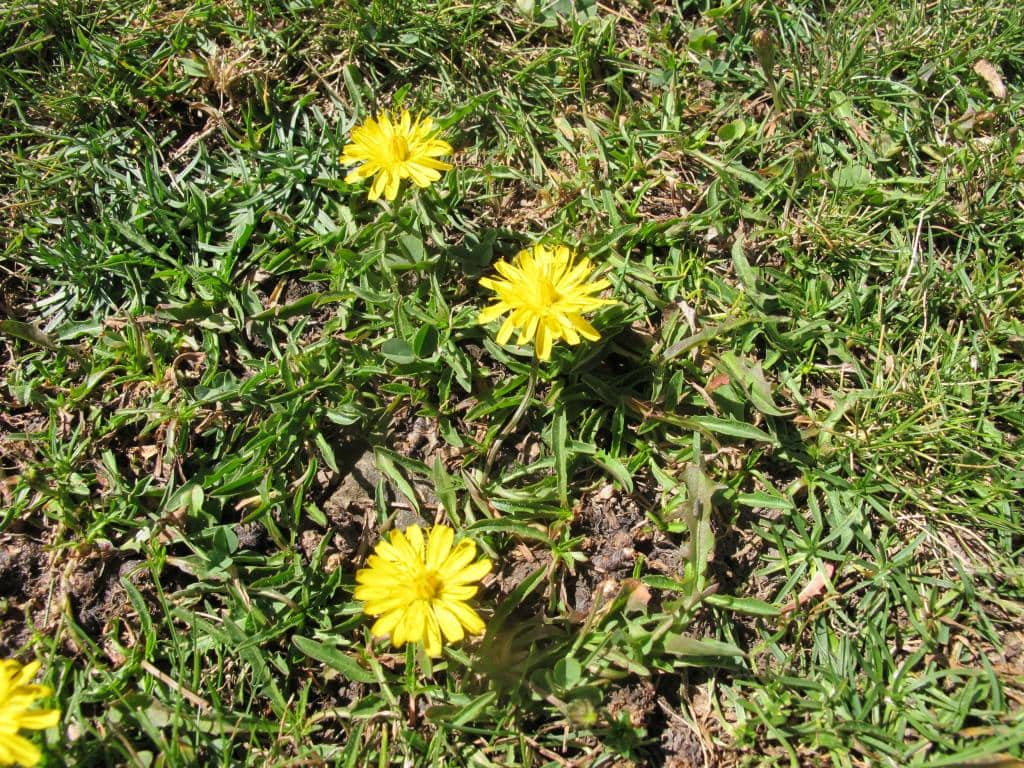 Imagen de leontodon??