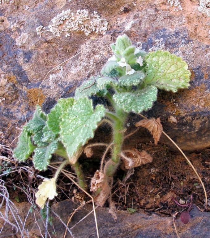 Imagen de Sideritis gossypina Font Quer