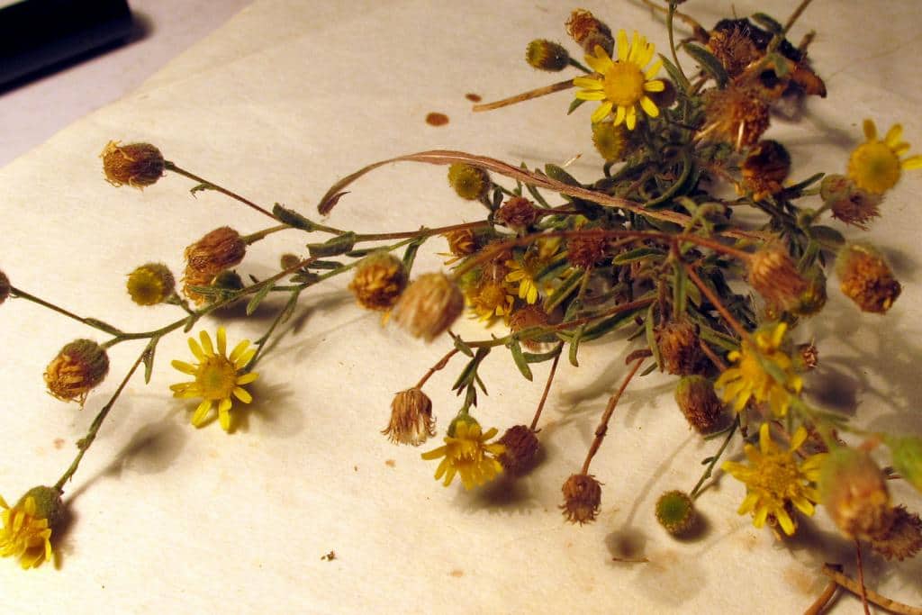 Imagen de Aster pilosus Willd.