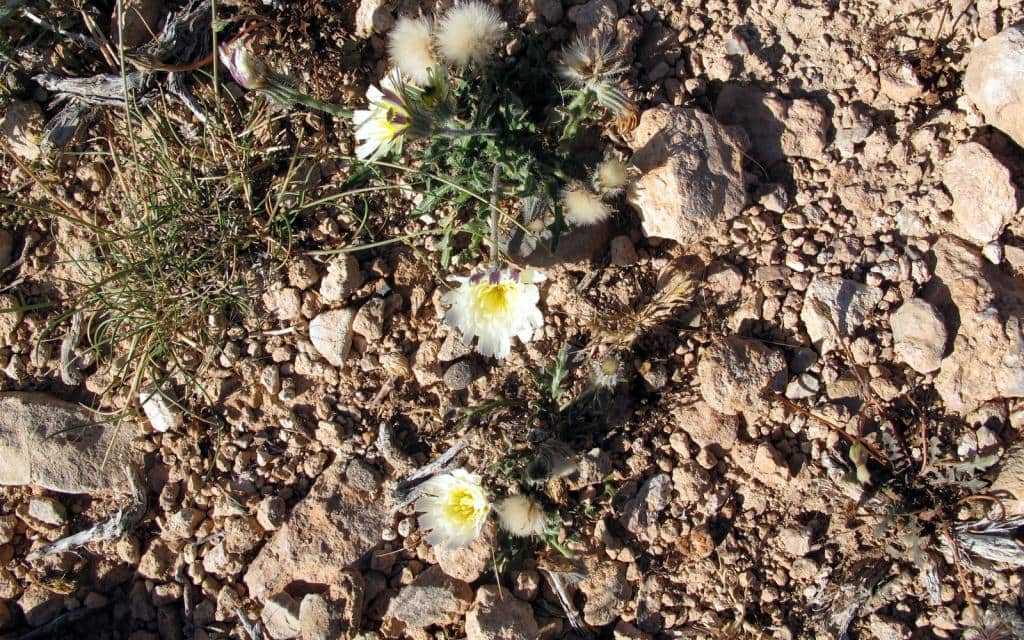 Imagen de Leontodon Linoro crespa