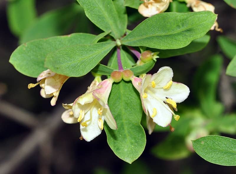 Imagen de Lonicera pyrenaica L.