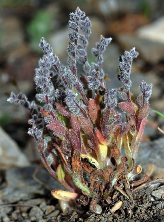 Imagen de Myosotis minutiflora Boiss. & Reut. subsp. minutiflora