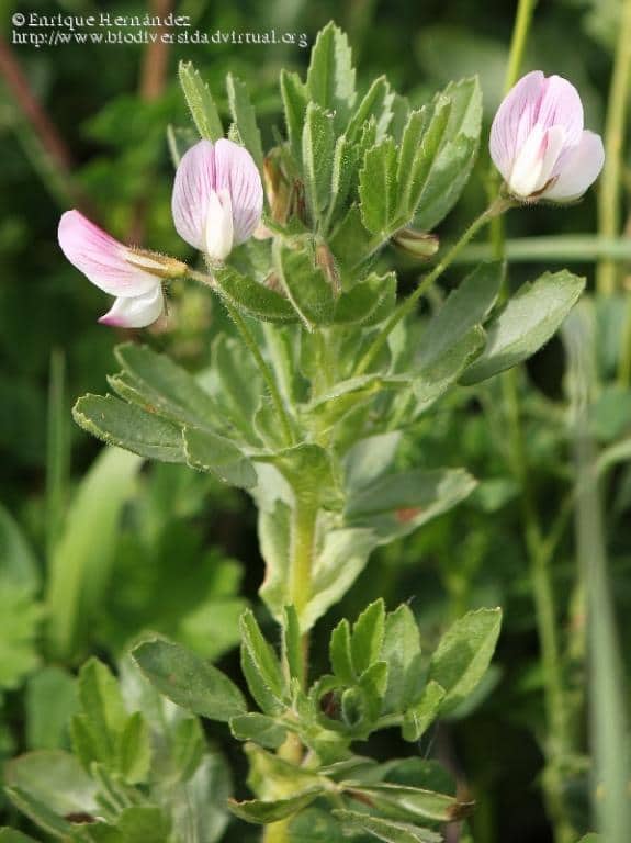 Imagen de Ononis biflora Desf.