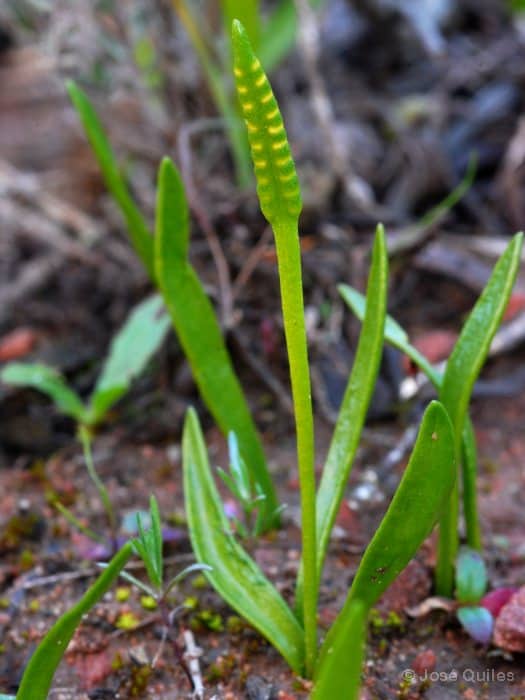 Imagen de Ophioglossum lusitanicum L.