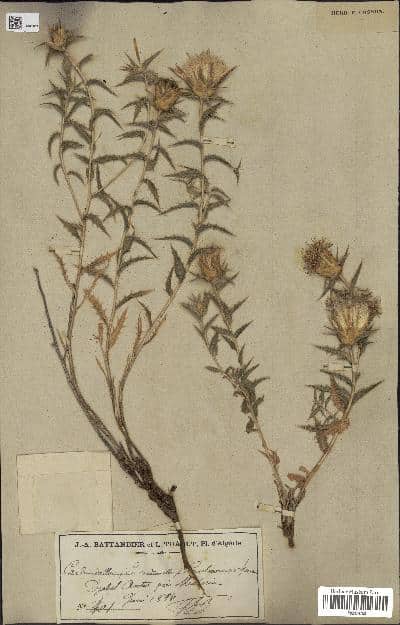 Imagen de Carduncellus pomelianus Batt.