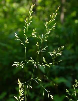 Imagen de Poa nemoralis L.