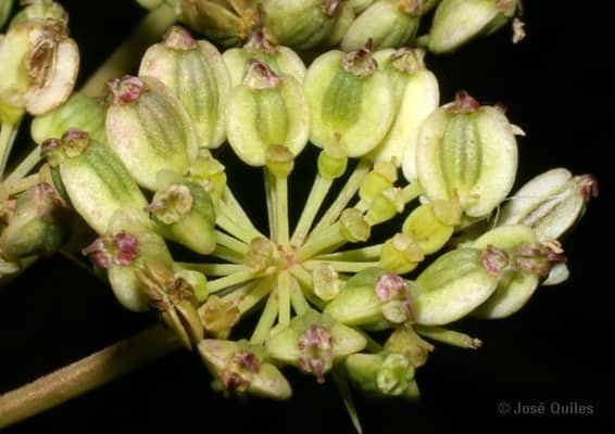 Imagen de Peucedanum hispanicum (Boiss.) Endl.