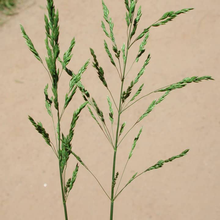 Imagen de Poa pratensis L.