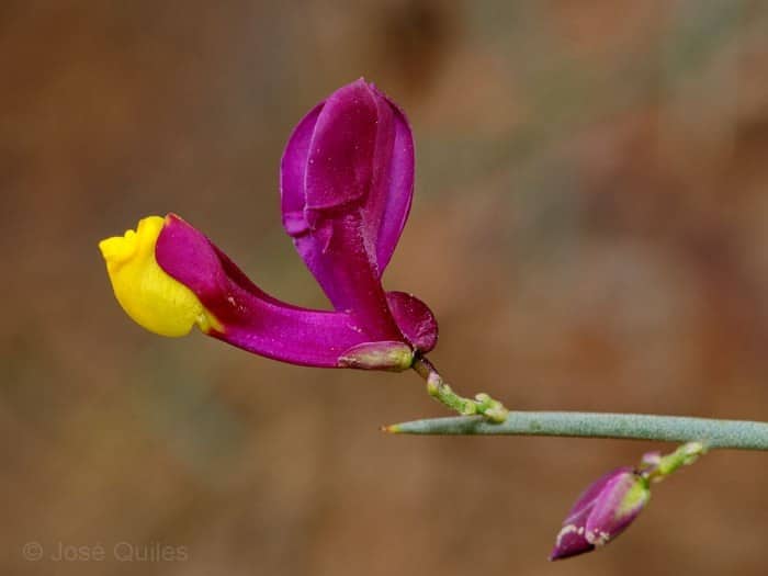 Imagen de Polygala balansae Coss.