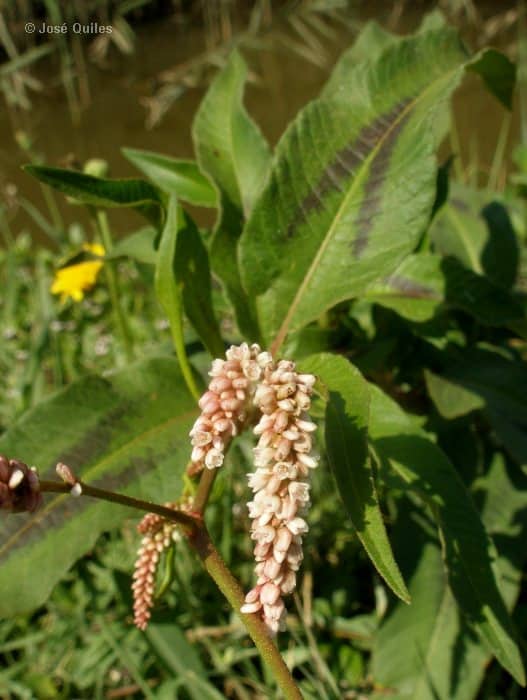 Imagen de Polygonum persicaria L.
