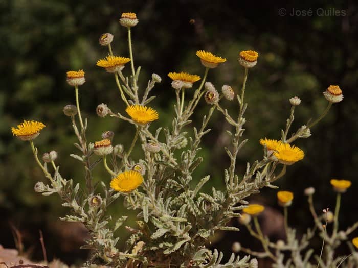 Imagen de Pulicaria mauritanica Cosson