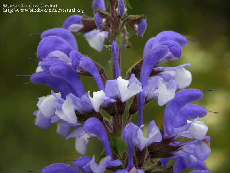 Imagen de Salvia barrelieri Etl.