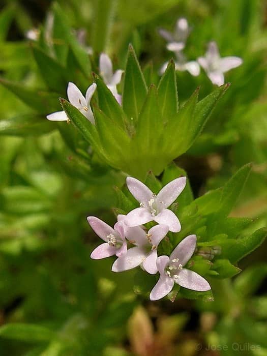 Imagen de Sherardia arvensis L.