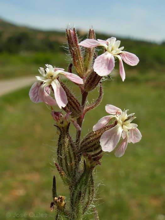 Imagen de Silene gallica Jord.