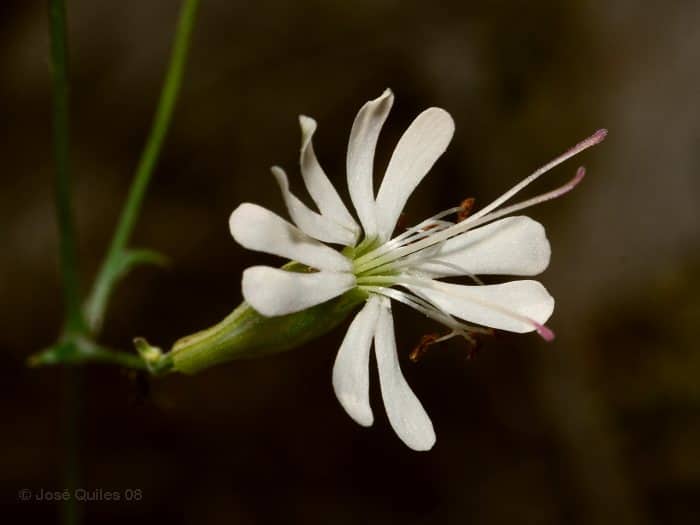 Imagen de Silene mellifera Boiss&Reuter