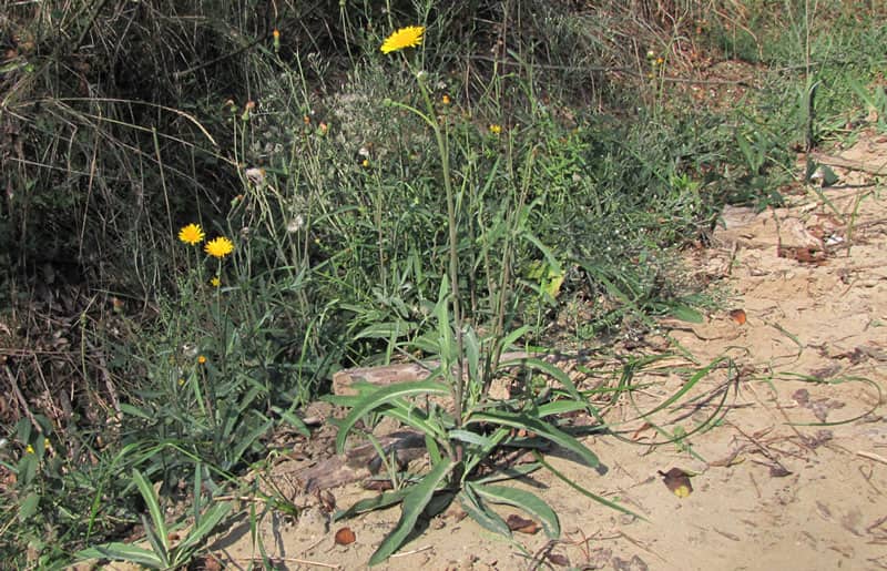 Imagen de Sonchus maritimus L.