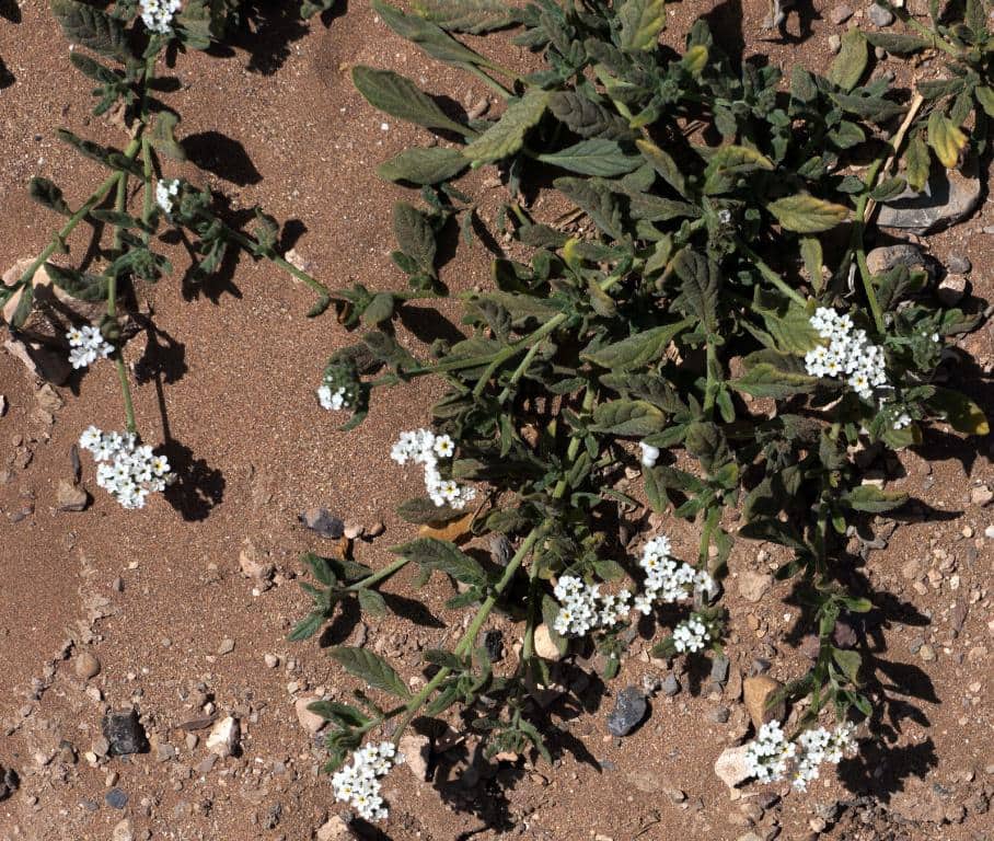 Imagen de Heliotropium