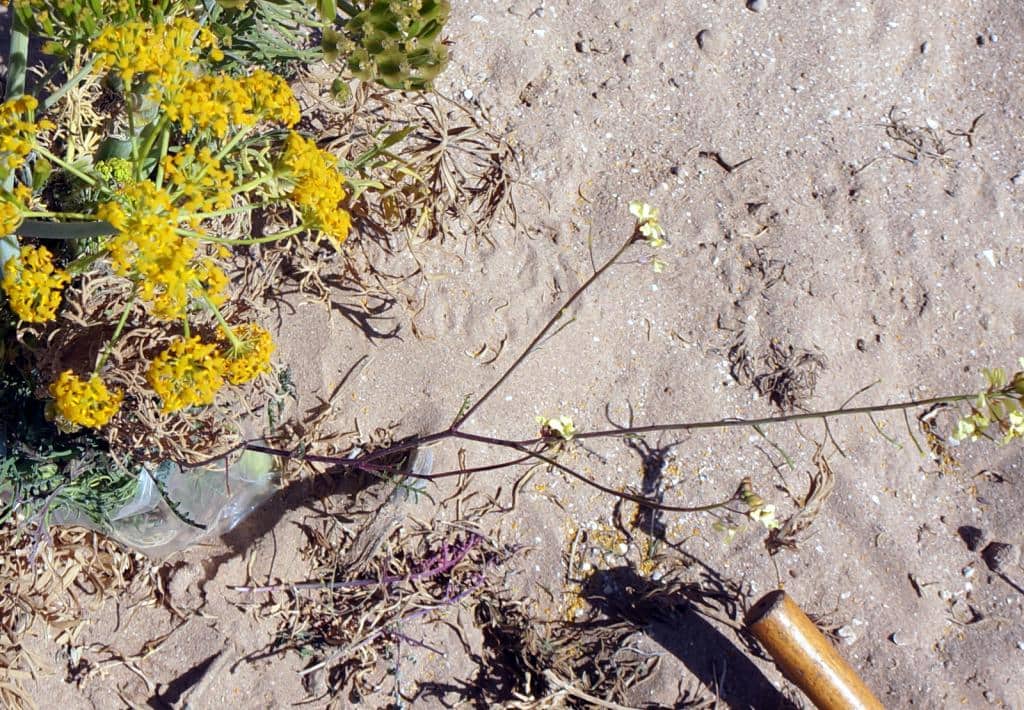 Imagen de sisymbrium?