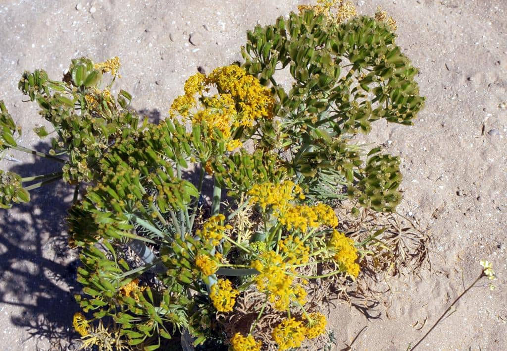 Imagen de Thapsia garganica L.