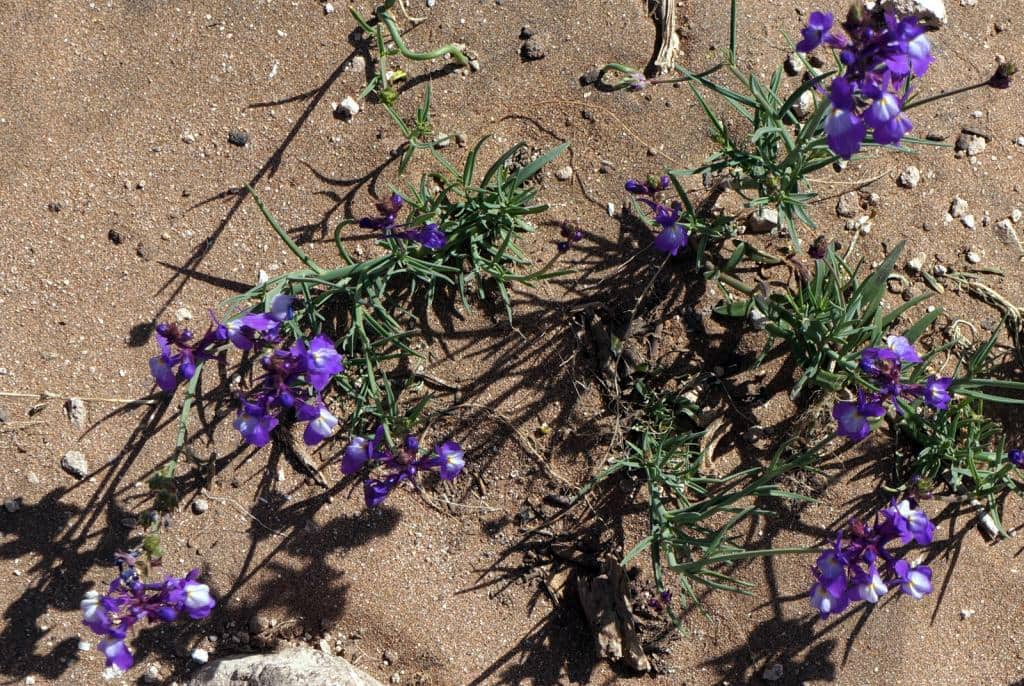 Imagen de Linaria bipartita (Vent.) Willd.