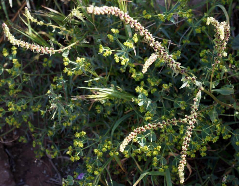 Imagen de Beta (maritima)