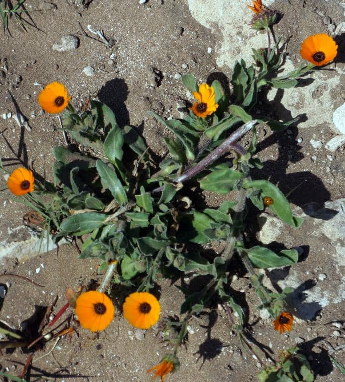 Imagen de Calendula incana Willd.