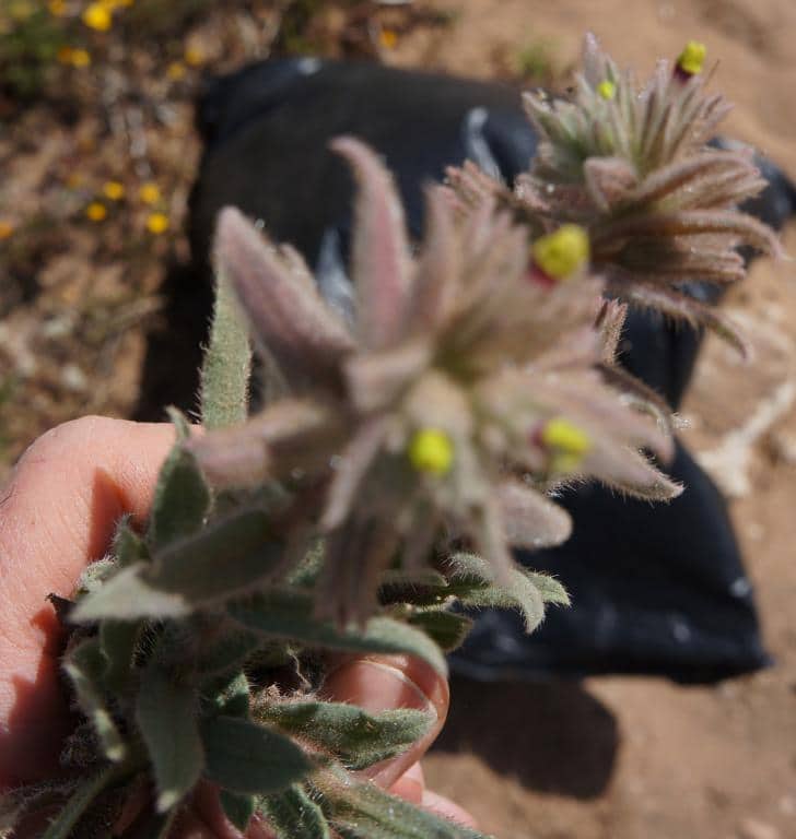 Imagen de Mairetis microsperma (Boiss.) I.M. Jhonston