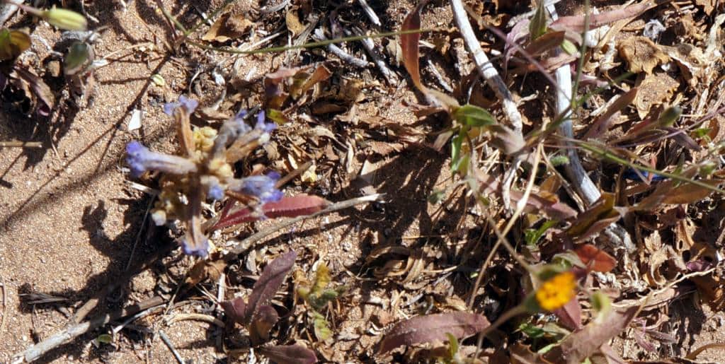 Imagen de Orobanche (mutelli F.W. Schultz) (nana (Reuter) G. Beck)