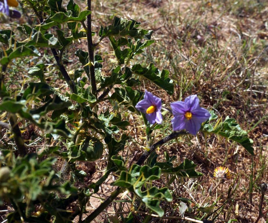 Imagen de Solanum sodomeum L.